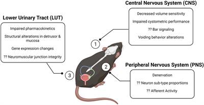 The Aged Lower Urinary Tract: Deficits in Neural Control Mechanisms